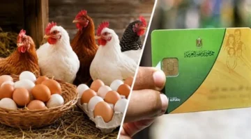 تراجع أسعار الدواجن والبيض بعد مقترح ضمها إلى منظومة الدعم الحكومي الجديدة